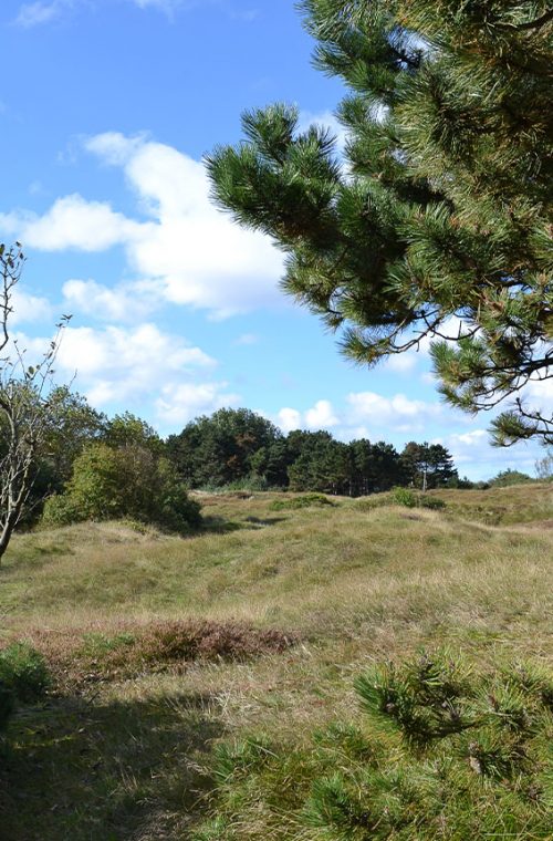 oje-haeuser-slider-gruene-wiese
